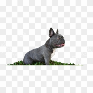 Violet Is A Blue Brindle And White Mini French Bulldog - Blue French Bulldog Png, Transparent Png