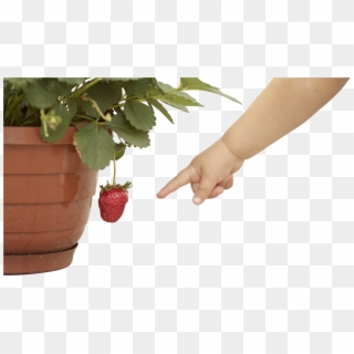 Baby Hand Pointing At Strawberry - Infant, HD Png Download