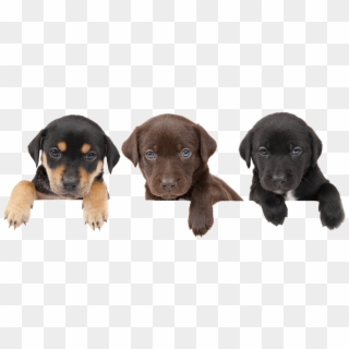 Email Us - Thank You With Puppies, HD Png Download