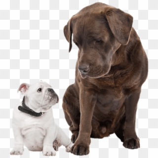 Remember, A Puppy May Seem Cute And Easy To Please - Labrador And French Bulldog, HD Png Download
