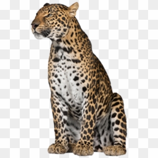 Leopard Png Free Download - Leopard With No Background, Transparent Png