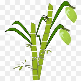 Sugar Cane Vector Png - Sugar Cane Plant Clip Art, Transparent Png