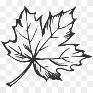 Tattoo Leaf Drawing Maple Sugar Hq Image Free Png Clipart - Line Drawing Maple Leaf, Transparent Png