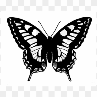 Butterfly Illustration - Skeleton With Butterfly Wings, HD Png Download