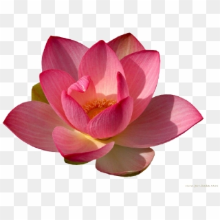 Water Lily Png Transparent - Lotus Flower Png Transparent, Png Download