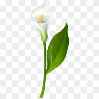 Lily PNG Transparent For Free Download , Page 4- PngFind