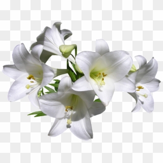 Lilies Png - Soft Musk Lily Avon, Transparent Png