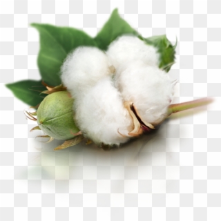 Cotton Png, Transparent Png