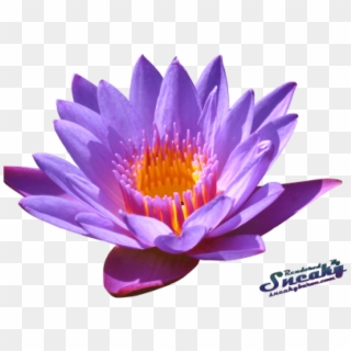 Free Png Download Water Lily Png Png Images Background - Water Lily Png, Transparent Png