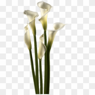 Download - Cala Png, Transparent Png