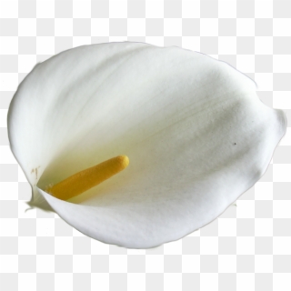 Calla Lily Image - Giant White Arum Lily, HD Png Download