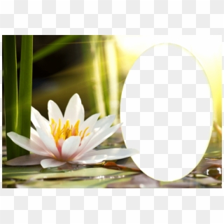Best Stock Photos Transparent Water Lily Png Frame - Png Images Water Lily, Png Download