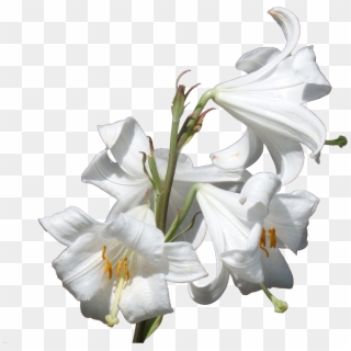 Lilies Png, Transparent Png