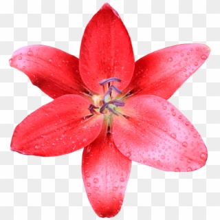 Lilly Png - Red Lilly, Transparent Png