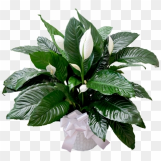 Peace Lily - Houseplant, HD Png Download