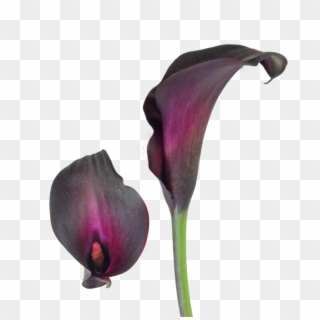 Night Life Black Calla Lily Is A Black Colored Calla - Purple Calla Lilies Png, Transparent Png