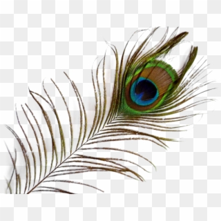 Peacock Feather Png Transparent Images - Transparent Background Peacock Feather Png, Png Download