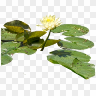 Water Lilies Png, Transparent Png