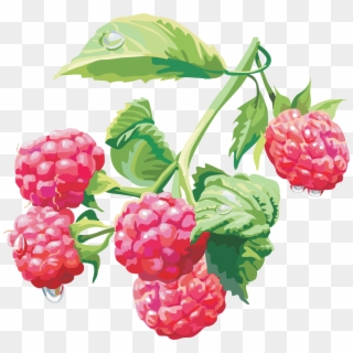 Raspberry - Raspberry Drawing Png, Transparent Png