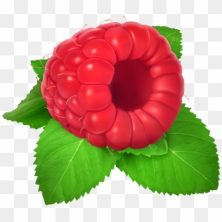 Raspberry Png Clipart - Raspberry Clipart, Transparent Png