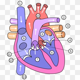 Ficheiro - Coracao - External Structure Of Heart, HD Png Download
