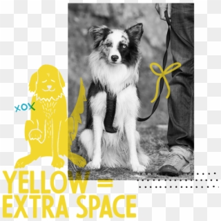 The Yellow Dog Project At Rchs - Chinese Crested Dog, HD Png Download