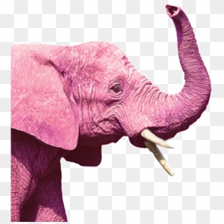 Pink Republican Elephant - Indian Elephant, HD Png Download