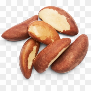 Brazil Nuts Images - 1 Brazil Nut Top View, HD Png Download