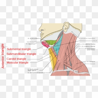Anterior Triangle Of The Neck - Neck And Shoulder Muscles Pain, HD Png Download