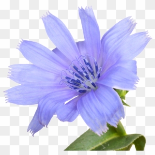 About Bach Flower Essences - Natural Blue Flower Png, Transparent Png