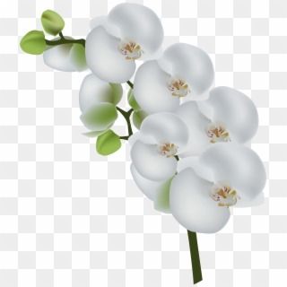 White Orchid Transparent Clip Art Image, HD Png Download