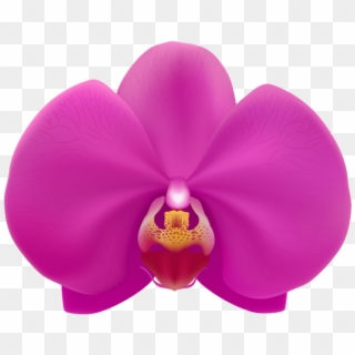 Free Png Download Pink Orchid Transparent Png Images - Orquídea Vetor Png, Png Download