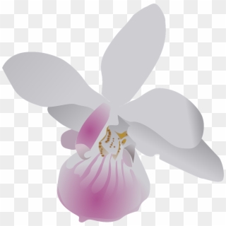 White Flower Clipart Orchid - Orchid Clip Art, HD Png Download