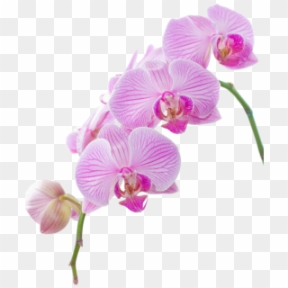 Explora Festivales, Clipart De Flor, ¡y Mucho Más - Hi Res Orchid Clip Art, HD Png Download