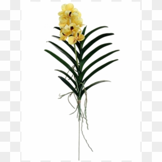 28 Vanda Orchid Plant Yellow - Orchids Of The Philippines, HD Png Download