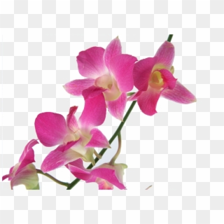 Cooktown Orchid Png - Фото, Transparent Png