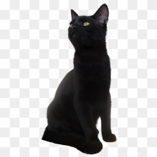 Black Cat Png Transparent Picture, Png Download