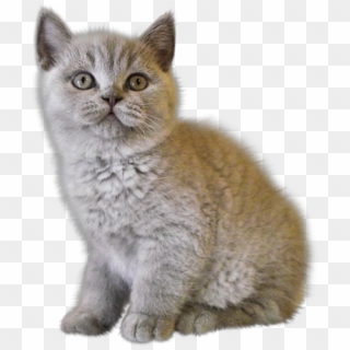 Sad Cat Png - Kitten Png, Transparent Png