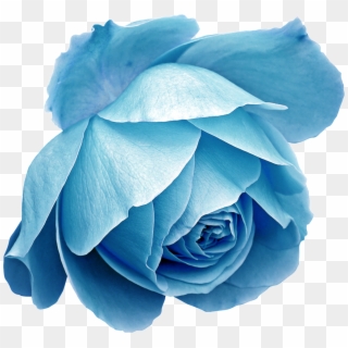 Creative Flowers Hand Drawing Transparent Decorative - Rose Blue Drawings, HD Png Download