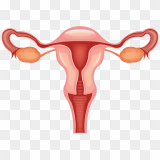 Female Reproductive System Vector, HD Png Download