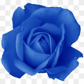 Dark-blue Rose - Floribunda, HD Png Download - 560x700(#1720550) - PngFind