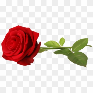 Free Png Download Rose Png Images Background Png Images - Red Rose Transparent Background, Png Download