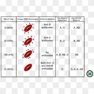 Blood Typing B4all Blood Donors In Bangladesh Rh B4all - Blood Types Diagram Worksheet, HD Png Download