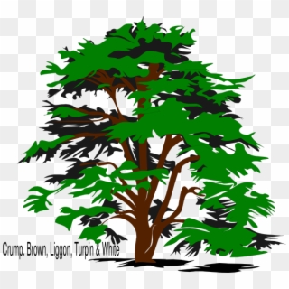 Family Reunion Tree Png Transparent Family Reunion - Vector Tree Designs Png, Png Download
