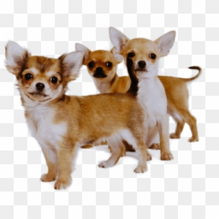 Buying A Chihuahua - Chihuahua, HD Png Download