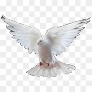 Dove Images Png - Dove In Png Format, Transparent Png