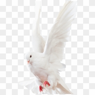 White Dove Clipart Transparent Background - Clip Art, HD Png Download