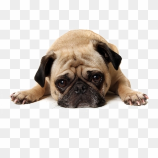 Thug Life Pug Transparent Background Png - Sad Dog Jpg, Png Download