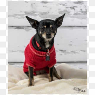 Doris Adopted Into A Forever Home - Chihuahua, HD Png Download