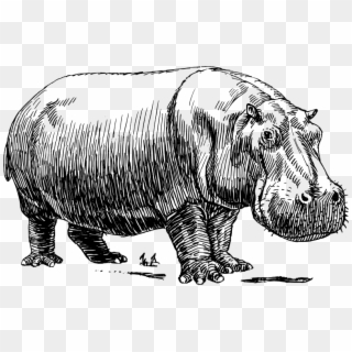 Hippo - Hippopotamus Black And White, HD Png Download